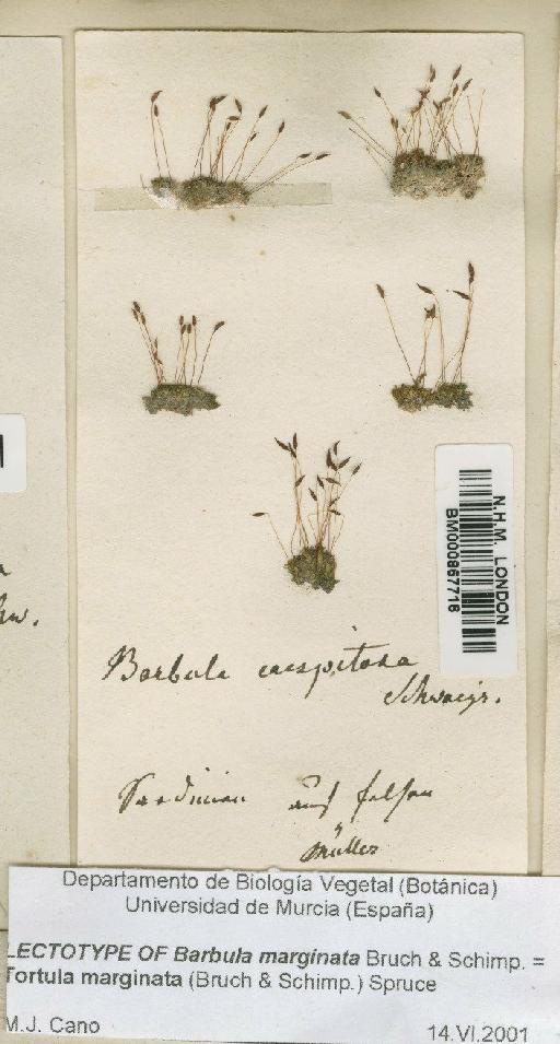 Tortula marginata (Bruch, Schimp. & W.Gümbel) Spruce - BM000867716