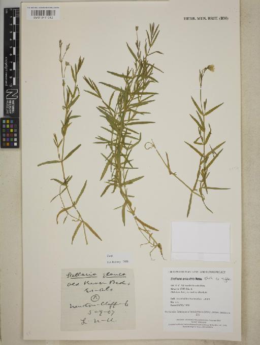 Stellaria palustris Retz. - BM013411942