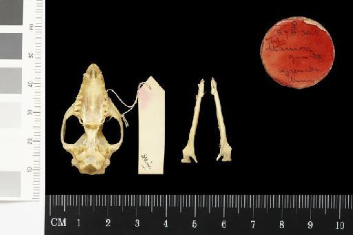 Marmosa grenadae Thomas, 1911 - 1887.6.30.5_Skull_Ventral