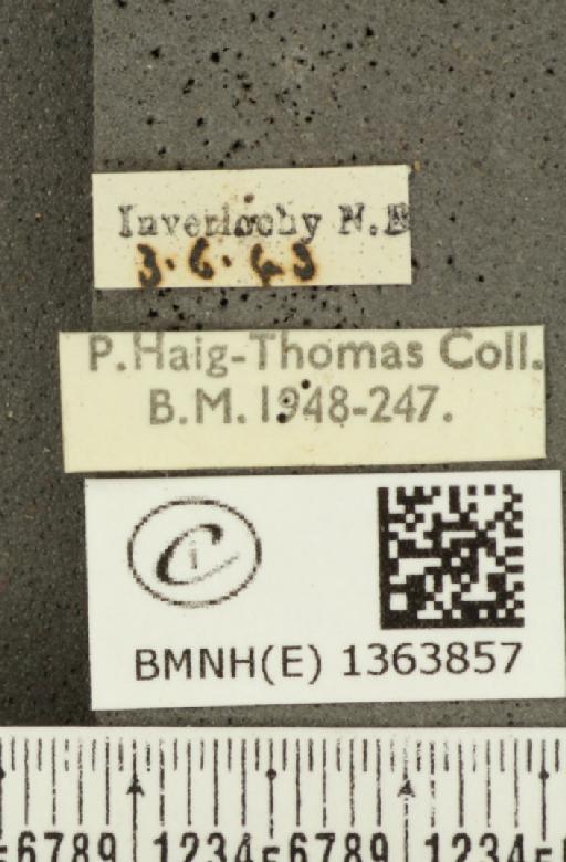 Carterocephalus palaemon (Pallas, 1771) - BMNHE_1363857_label_176171
