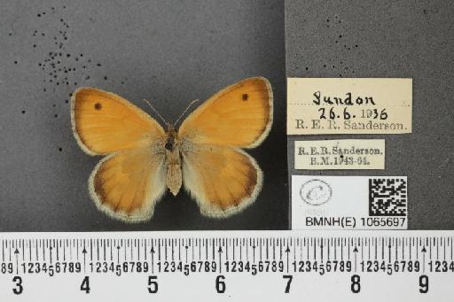 Coenonympha pamphilus (Linnaeus, 1758) - BMNHE_1065697_27054
