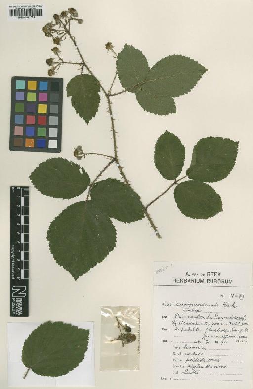 Rubus campaniensis Winkel ex A.Beek - BM001041676