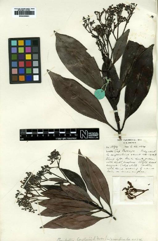 Psychotria comptonii S.Moore - BM000895891