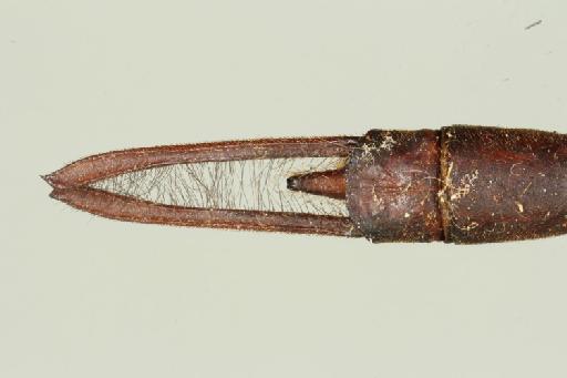 Gynacantha stevensoni Fraser, 1927 - 013461626_Gynacantha_stevensoni_Dorsal_Primary_Genitalia_Holotype