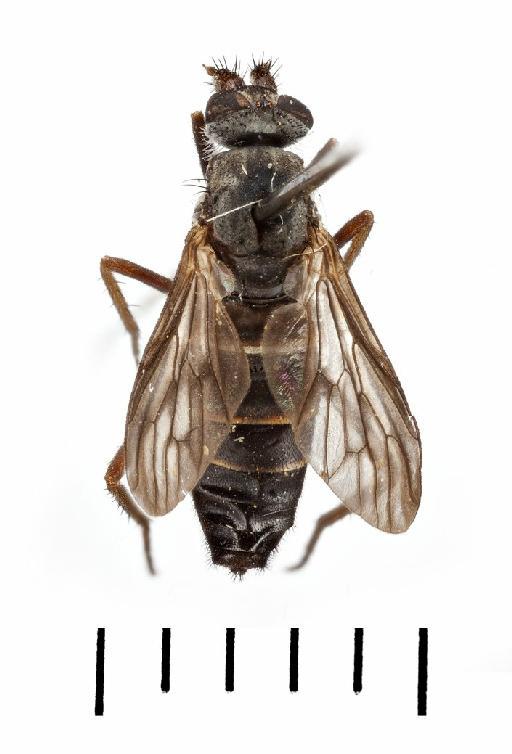 Salentia costalis (Wiedemann, 1824) - NHM UK 010092005 S.costalis dorsal female