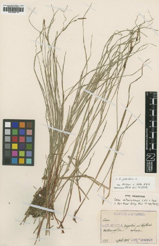 Carex globularis L. - BM000959145