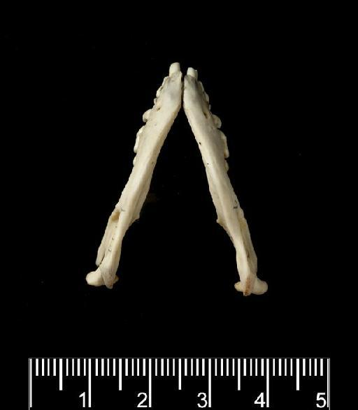 Erinaceus miodon Thomas 1908 - Ventral_view_of_mandible