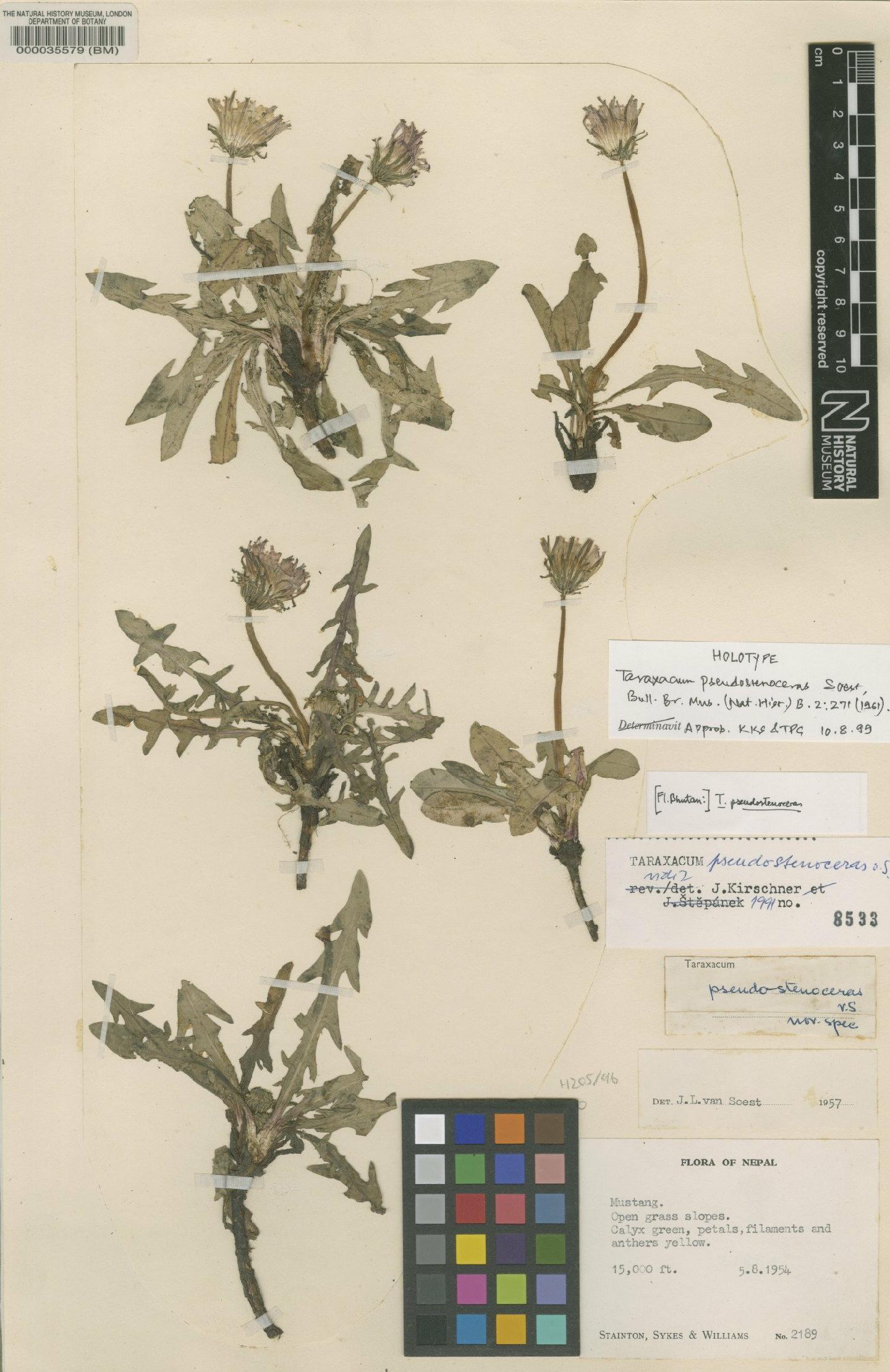 To NHMUK collection (Taraxacum pseudostevenii Soest; Holotype; NHMUK:ecatalogue:481651)