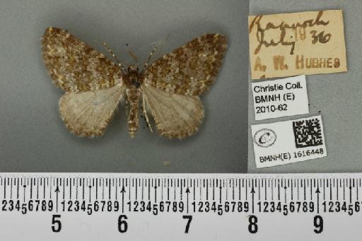 Entephria flavicinctata ruficinctata (Guenée, 1858) - BMNHE_1616448_318962