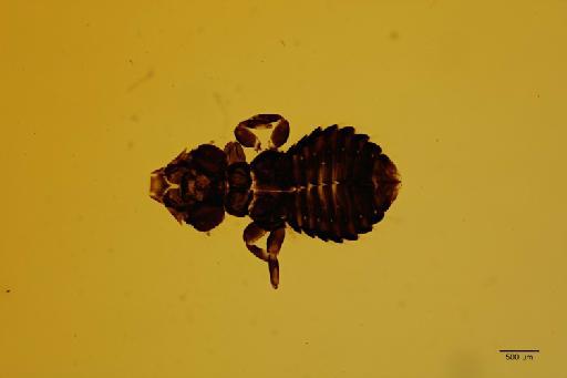 Docophoroides harrisoni Waterston, 1917 - 010669032_specimen