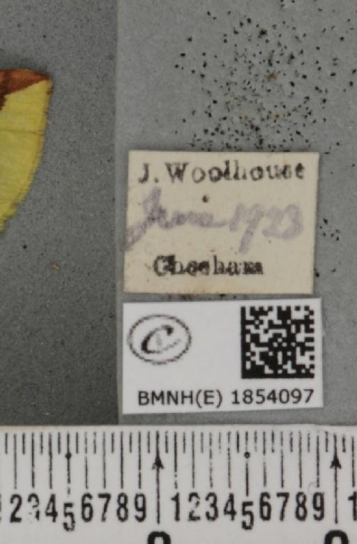 Opisthograptis luteolata (Linnaeus, 1758) - BMNHE_1854097_label_428008