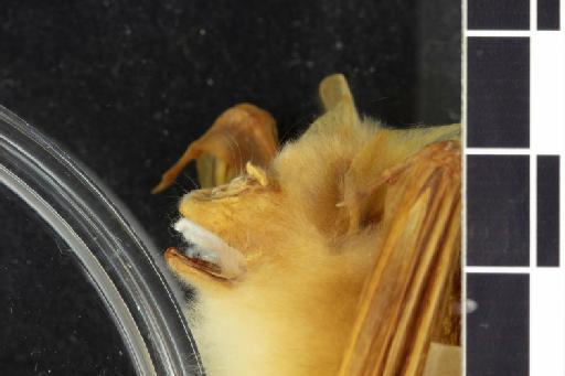 Hipposideros calcaratus - 1877_7_18_13-Phyllorhina_calcarata-Type-Noseleaf-lateral