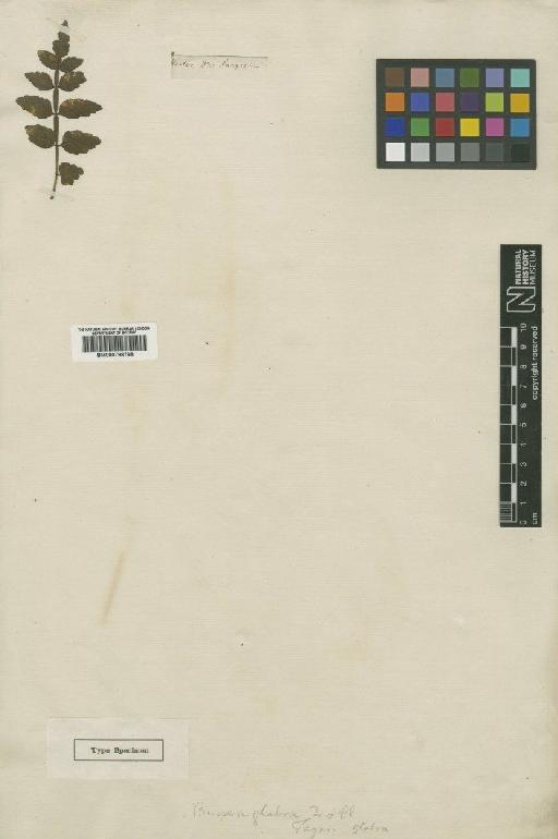 Bursera glabra (Jacq.) Triana & Planch. - BM000798798