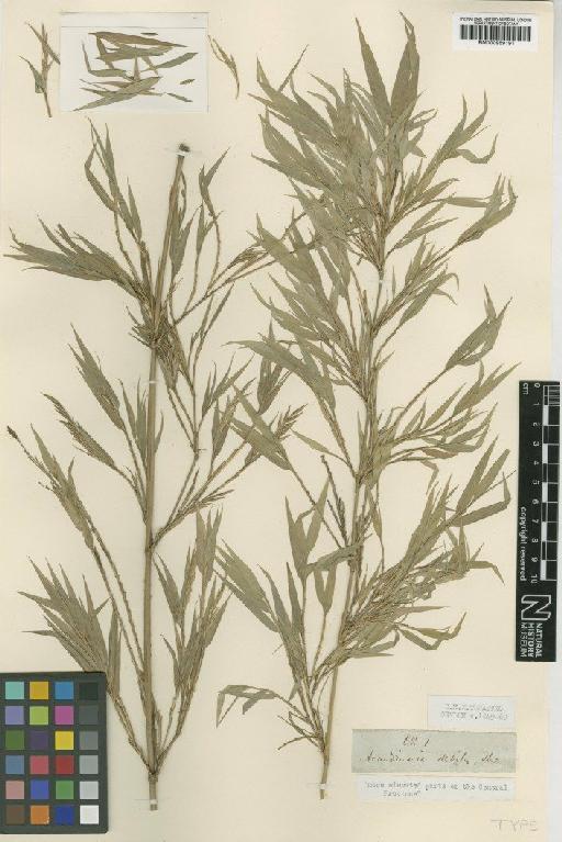 Sinarundinaria debilis (Thwaites) C.S.Chao & Renvoize - BM000959191