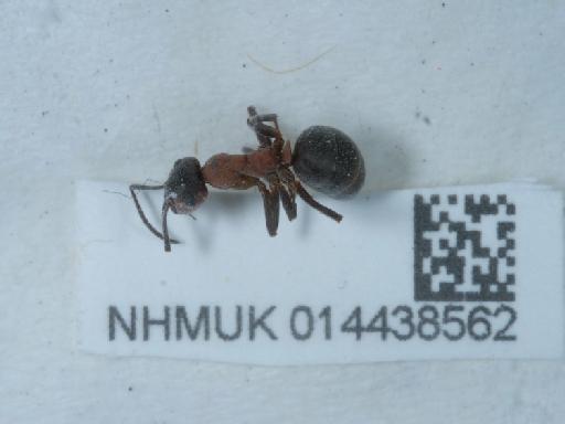 Formica rufa Linnaeus, 1761 - 014438562_2
