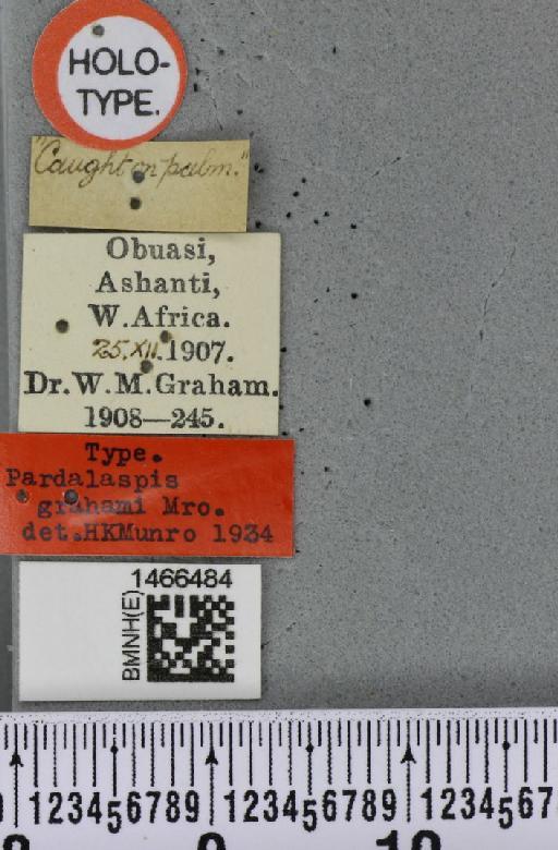 Ceratitis (Ceratalaspis) grahami Munro, 1935 - BMNHE_1466484_label_36976