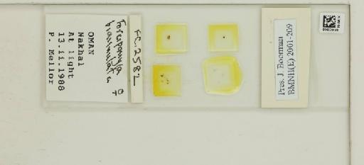 Forcipomyia biannulata Ingram & Macfie - 014770138_812368_1335222_157690_NonType
