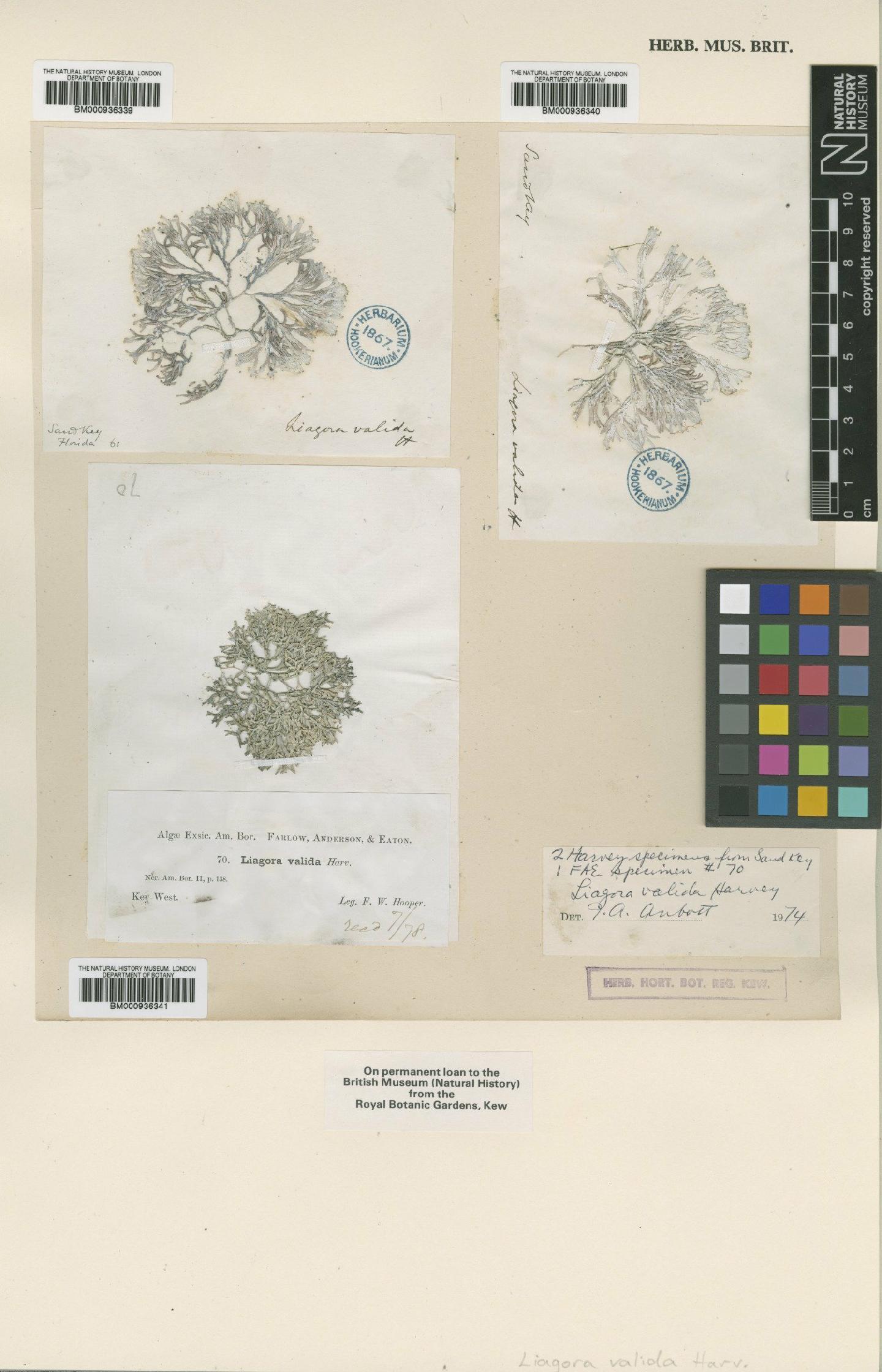 To NHMUK collection (Liagora valida Harv.; Type; NHMUK:ecatalogue:438978)