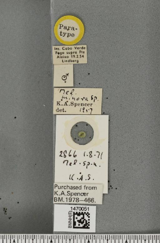 Melanagromyza minora Spencer, 1959 - BMNHE_1470051_label_44888