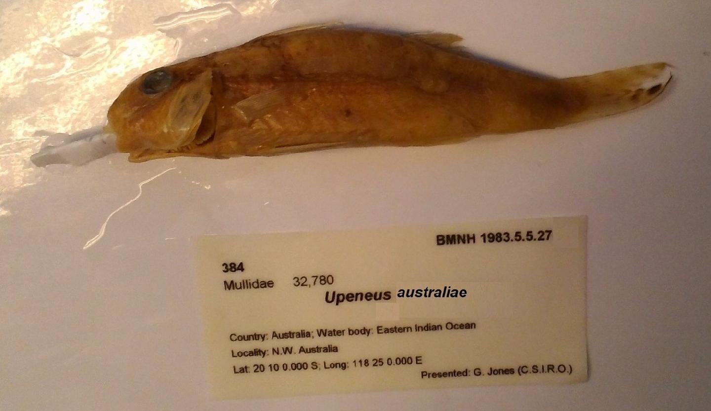 Upeneus australiae