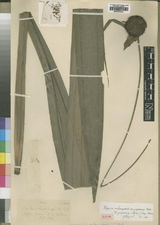 Mapania purpuriceps (C.B.Clarke) Raynal - BM000922693