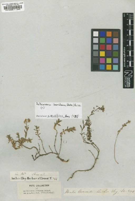 Aethionema armenum Boiss - BM000582601