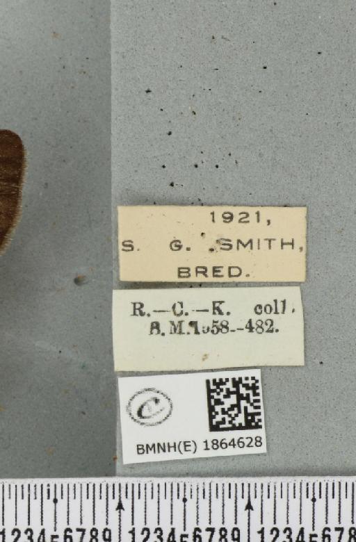 Abraxas grossulariata ab. fractifasciata Raynor, 1920 - BMNHE_1864628_label_435929