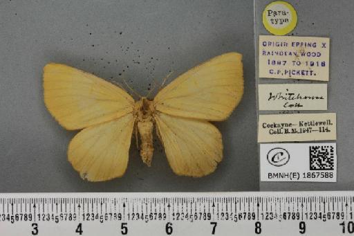 Angerona prunaria ab. pallidaria Prout, 1903 - BMNHE_1867588_439841