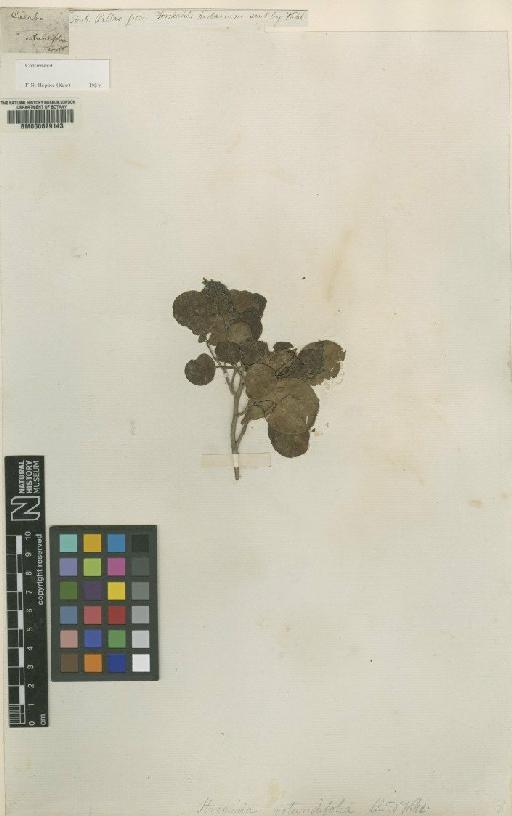 Cadaba rotundifolia Forssk. - BM000629143