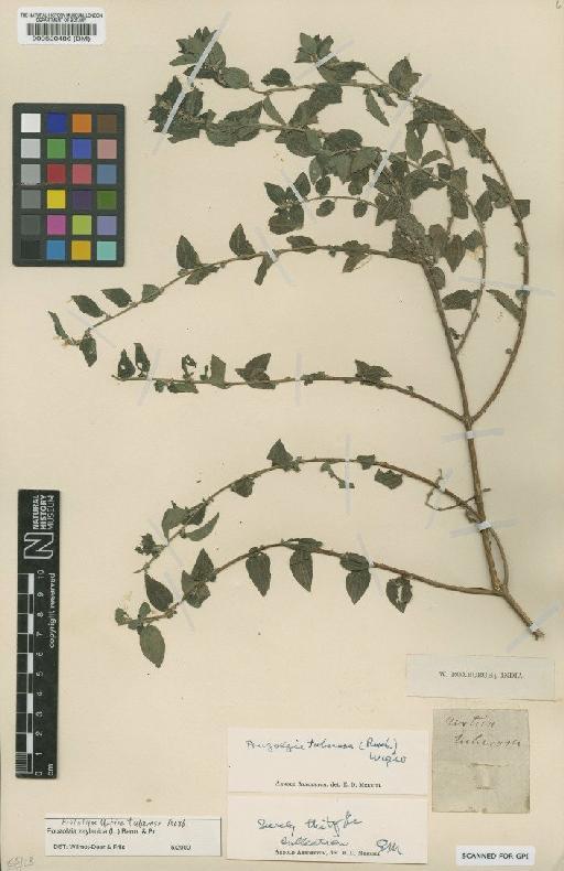 Pouzolzia zeylanica (L.) Benn - BM000520486