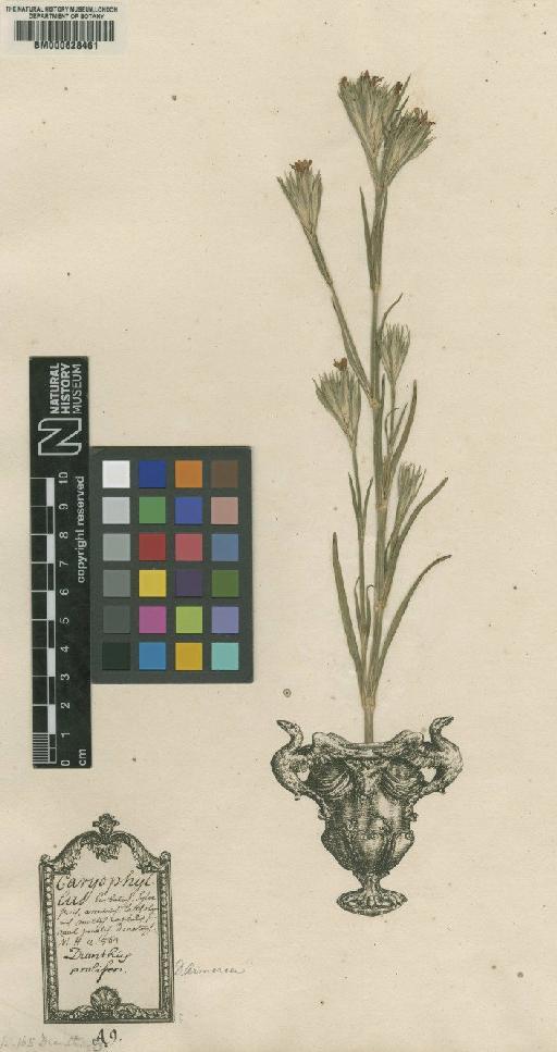 Dianthus armeria L. - BM000628461