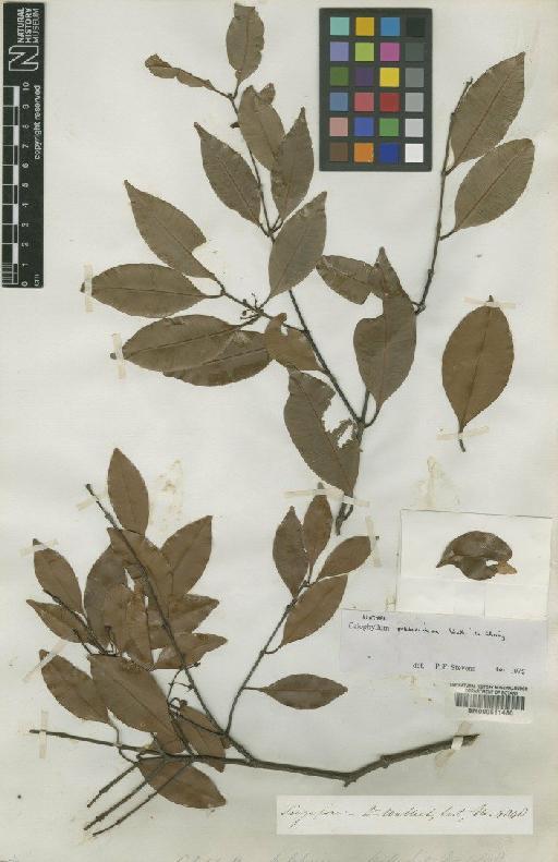 Calophyllum pulcherrimum Wall. - BM000611480