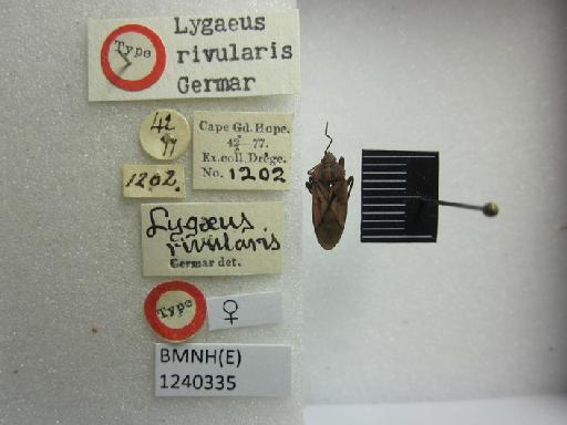 Lygaeus rivularis Germar, 1837 - Lygaeus rivularis-BMNH(E)1240335-Type female dorsal & labels 1
