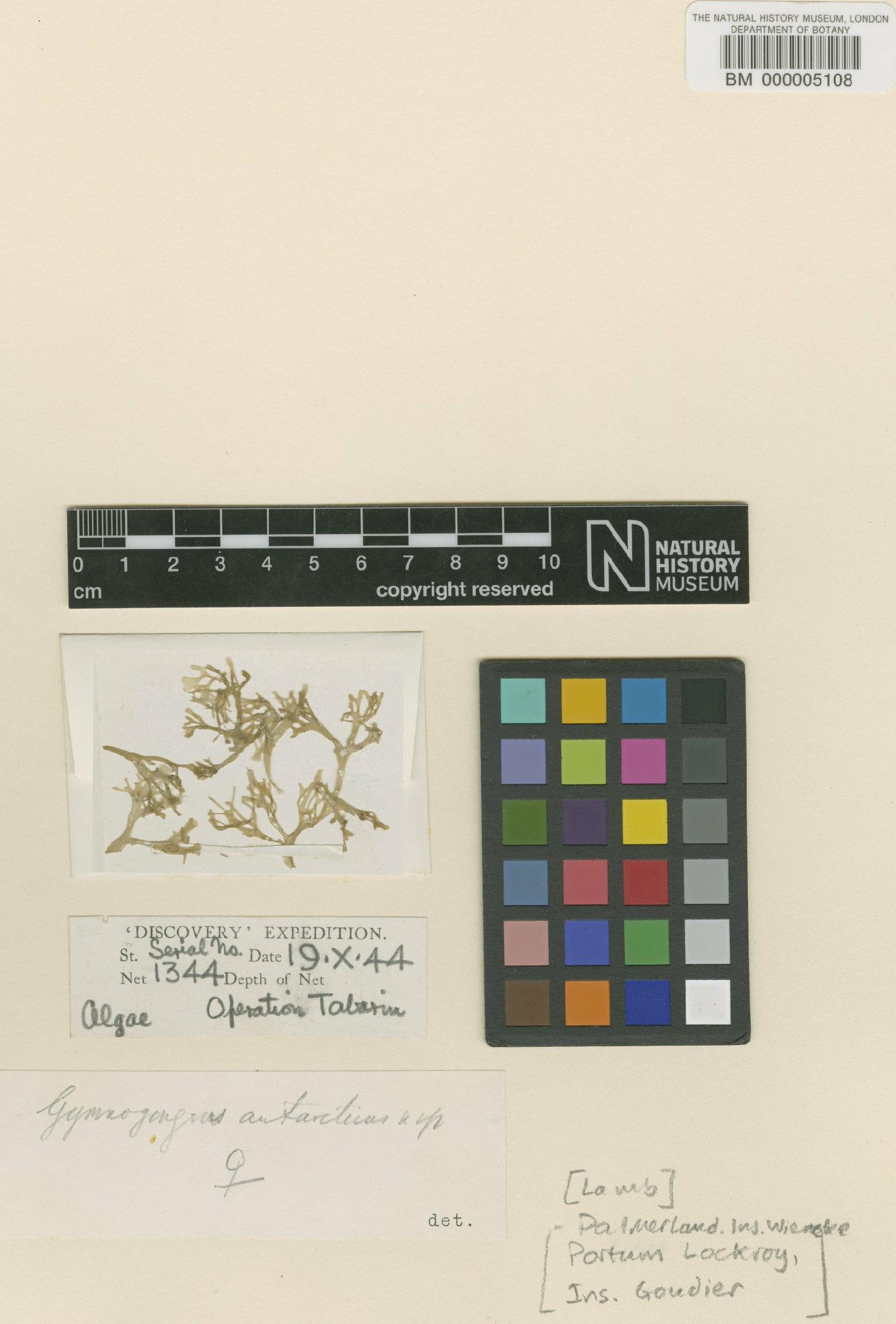 To NHMUK collection (Gymnogongrus antarcticus Skottsb.; TYPE; NHMUK:ecatalogue:706788)