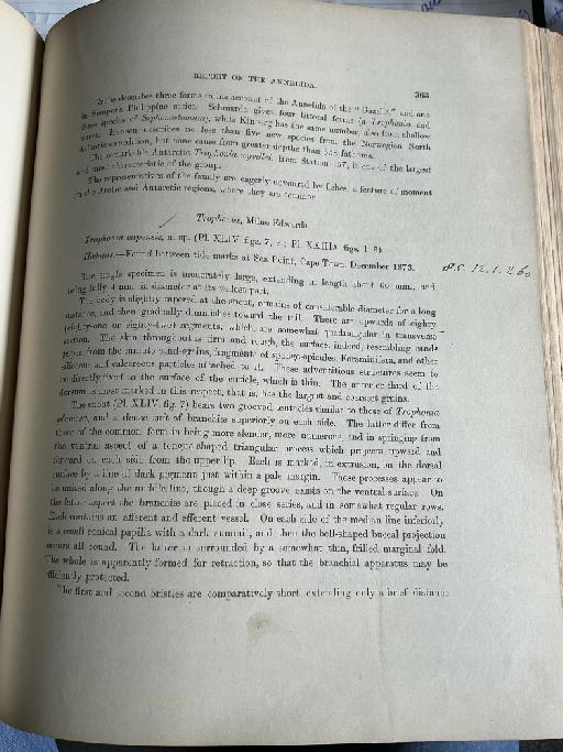 Glycera kerguelensis McIntosh, 1885 - Challenger Polychaete Scans of Book 212