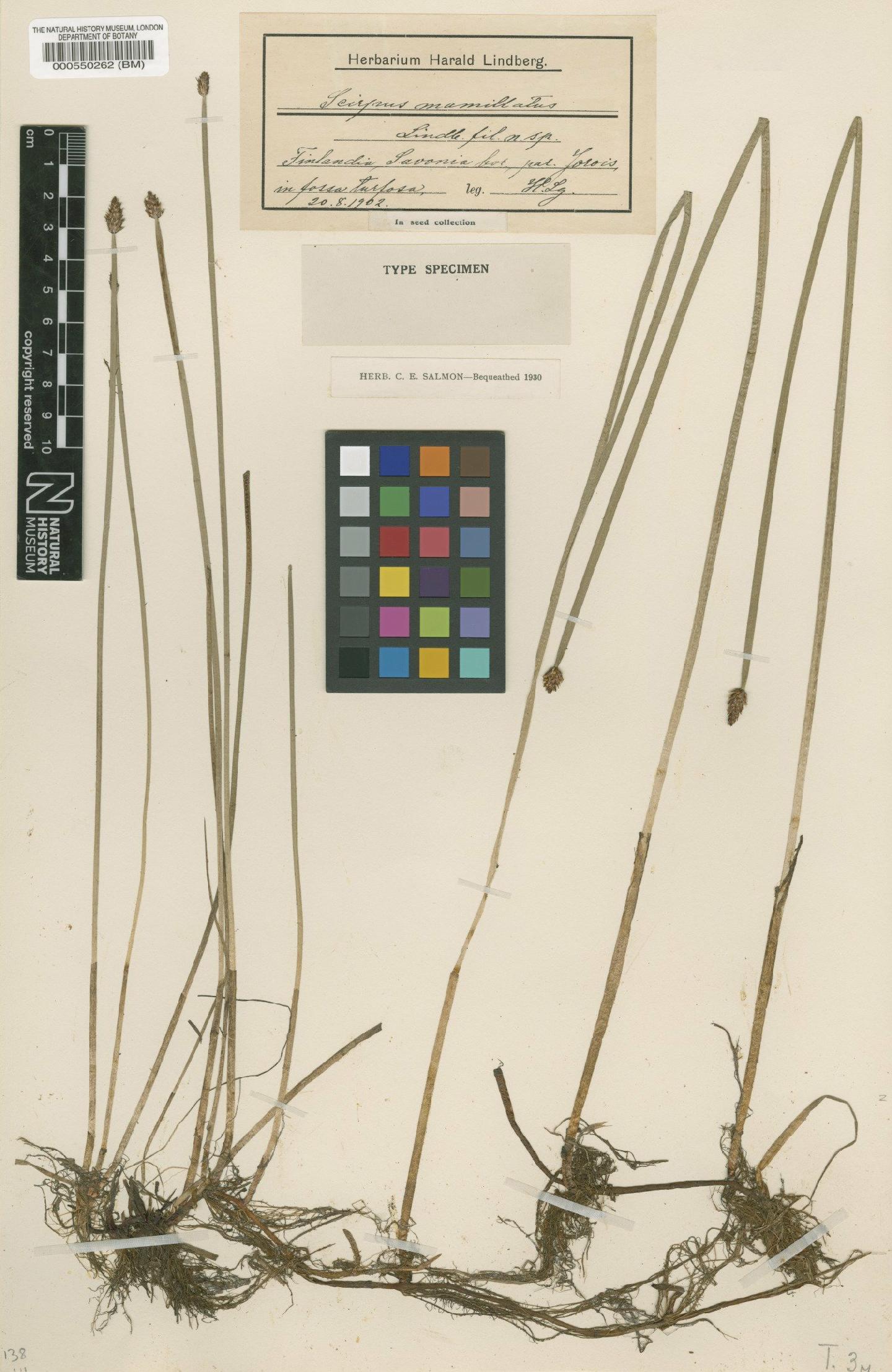 To NHMUK collection (Eleocharis mamillata (H.Lindb.) H.Lindb.; Type; NHMUK:ecatalogue:2241790)