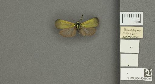 Adscita (Adscita) statices statices (Linnaeus, 1758) - 015046095_775459_1082517
