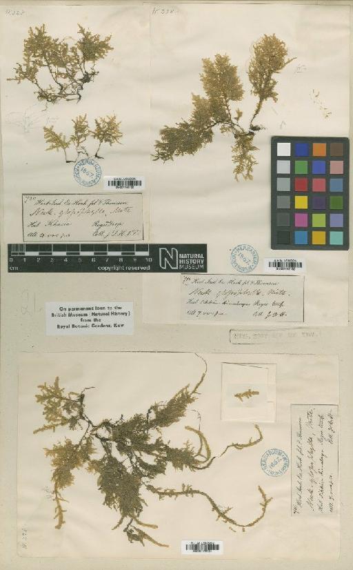 Homaliodendron microdendron (Mont.) M.Fleisch. - BM001108131_a