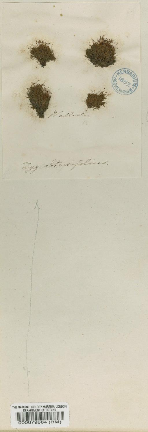 Bryomaltaea obtusifolia (Hook.) Goffinet - BM000079684