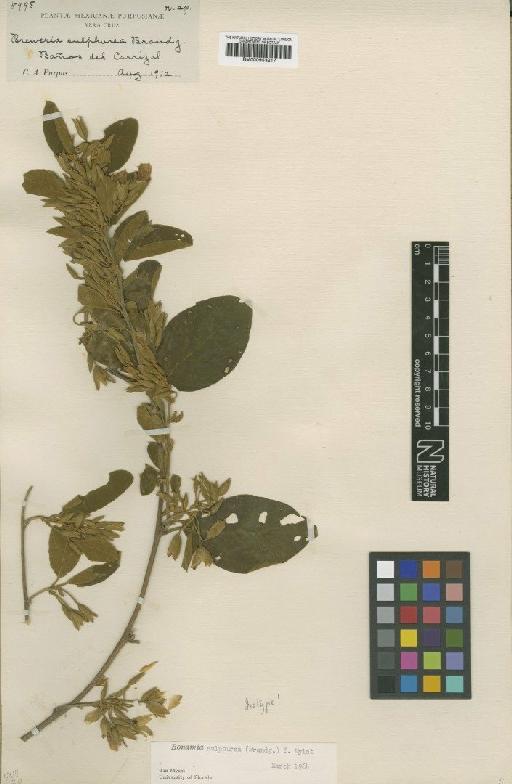 Bonamia sulphurea (Brandegee) Myint & D.B.Ward - BM000953217