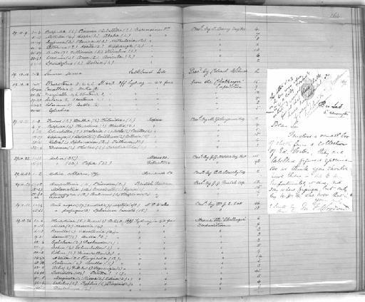 Odostomia (Turbonilla) consanguinea subterclass Tectipleura E. A. Smith, 1891 - Zoology Accessions Register: Mollusca: 1884 - 1893: page 164