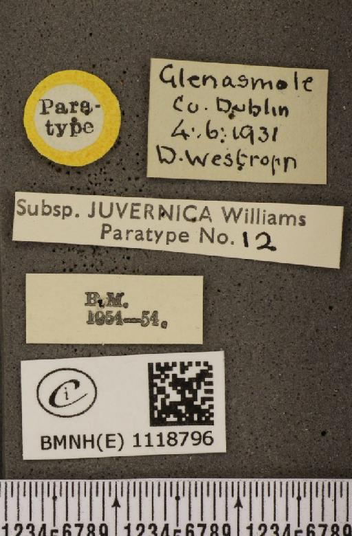 Leptidea sinapis juvernica Williams, 1946 - BMNHE_1118796_label_74001