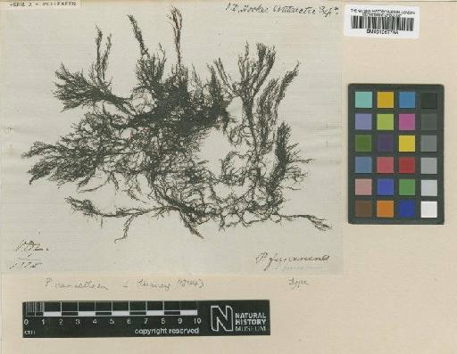 Polysiphonia decipiens Mont. - BM001067768