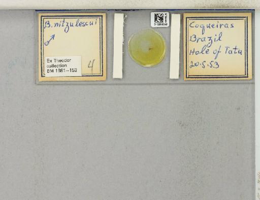 Brumptomyia nitzulescui Costa Lima, 1932 - 015268092_811512_1329267_157792_NoStatus