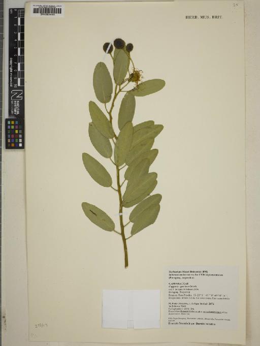 Capparis speciosa Griseb. - BM000934400