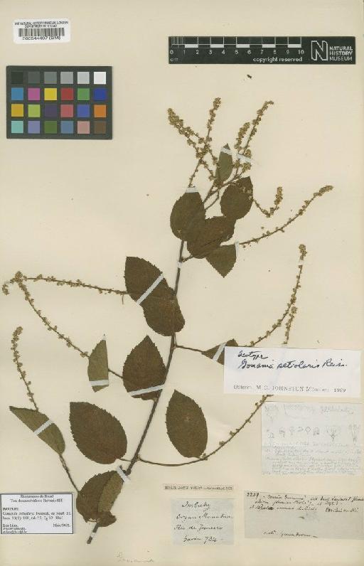 Gouania petiolaris Reissek - BM000544407