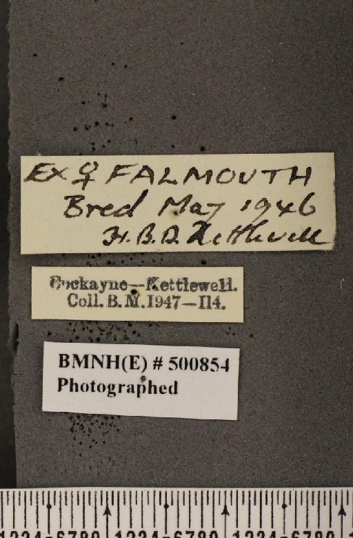 Pontia daplidice (Linnaeus, 1758) - BMNHE_500854_label_68870