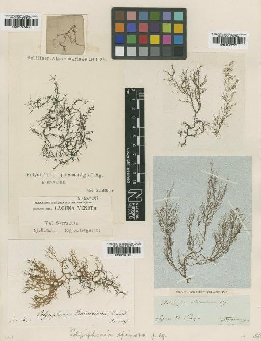 Polysiphonia spinosa (C.Agardh) J.Agardh - BM001067664