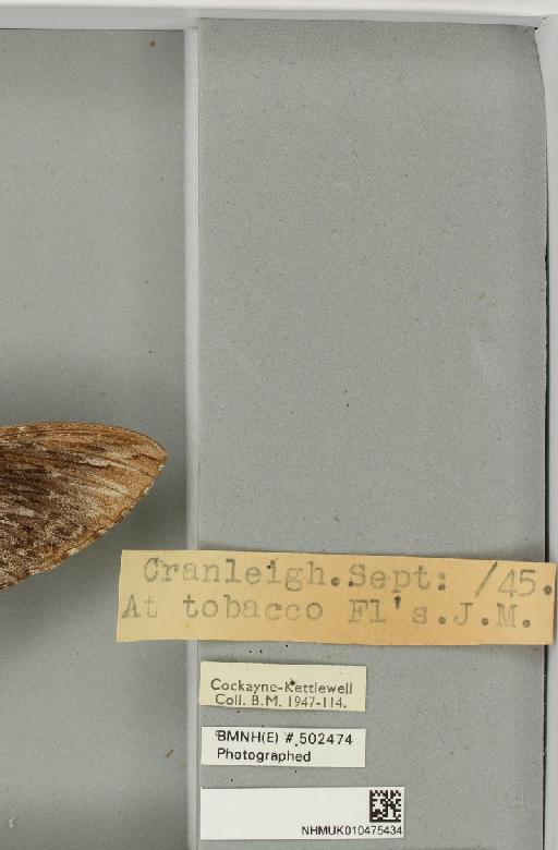 Agrius convolvuli ab. suffusa Tutt, 1904 - NHMUK_010475434_label_527057