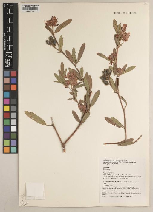 Eriosema (DC.) G.Don - BM000817194